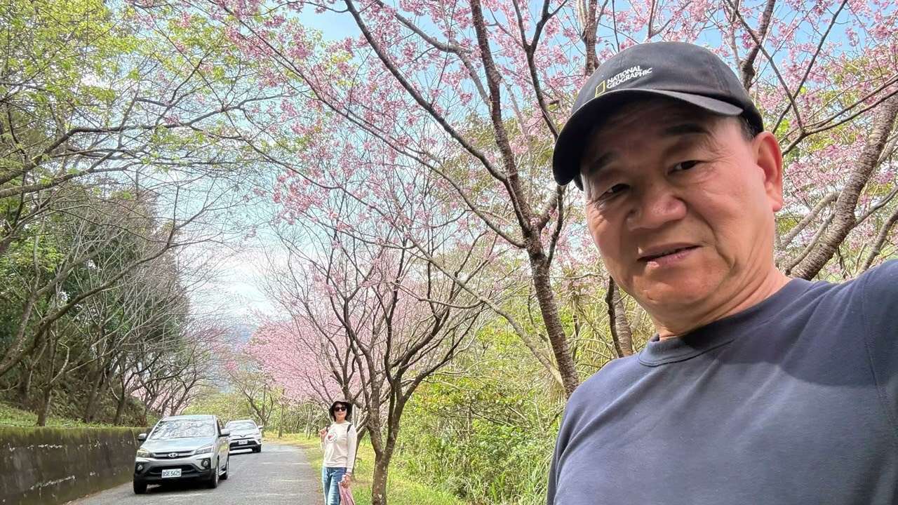 燈篙林道賞櫻趣！