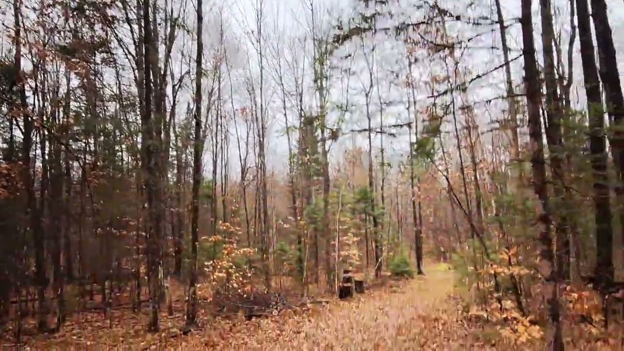 Walk in the leaves