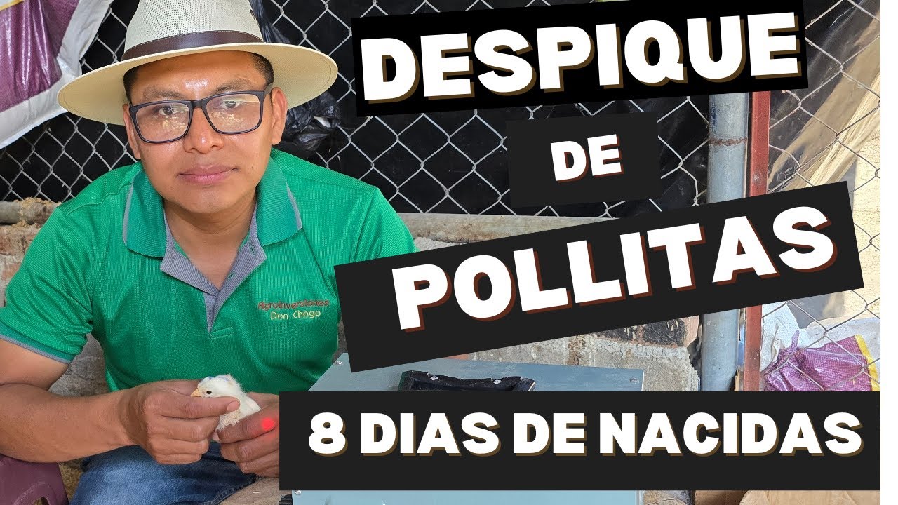 DESPIQUE DE POLLITAS
