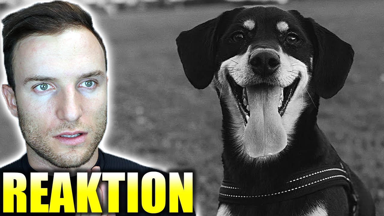 Unges Hund wurde vergiftet - R.I.P. Knubbel | Sascha Huber Reaktion