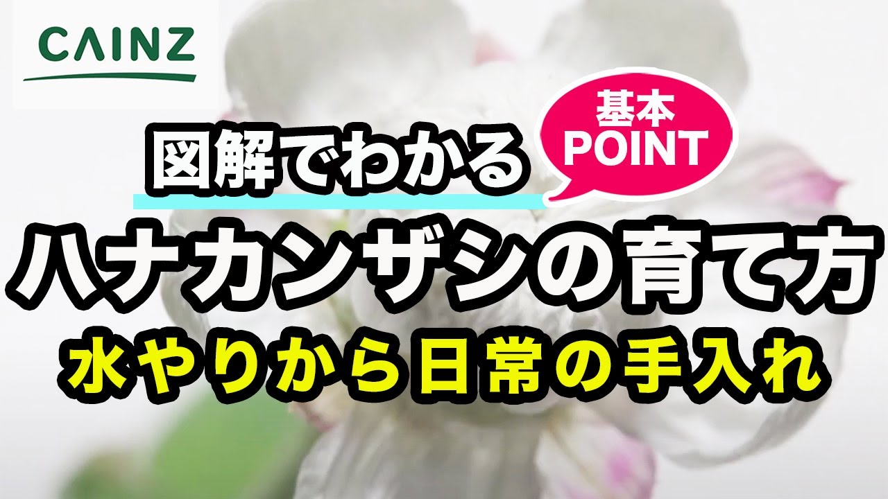 ハナカンザシ(別名:ヘリクリサム, アクロクリニウム)の育て方 カインズ花図鑑