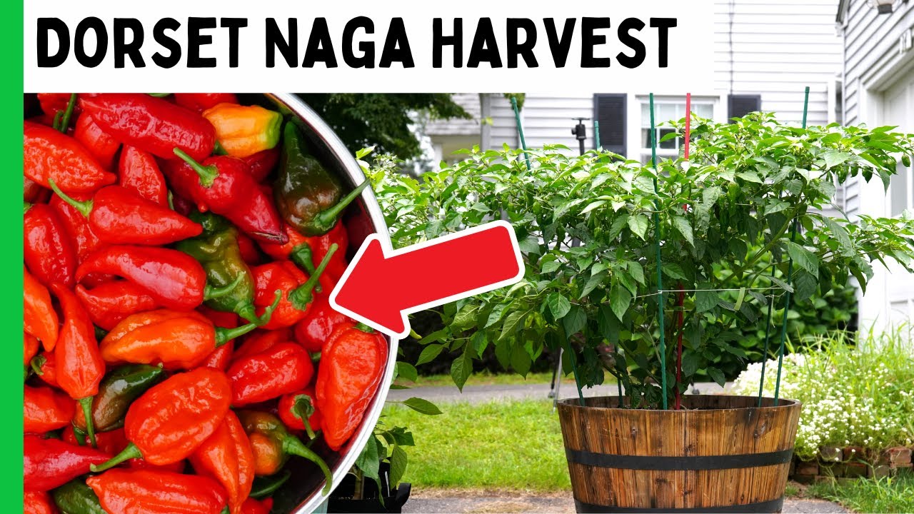 Big Dorset Naga Harvest!