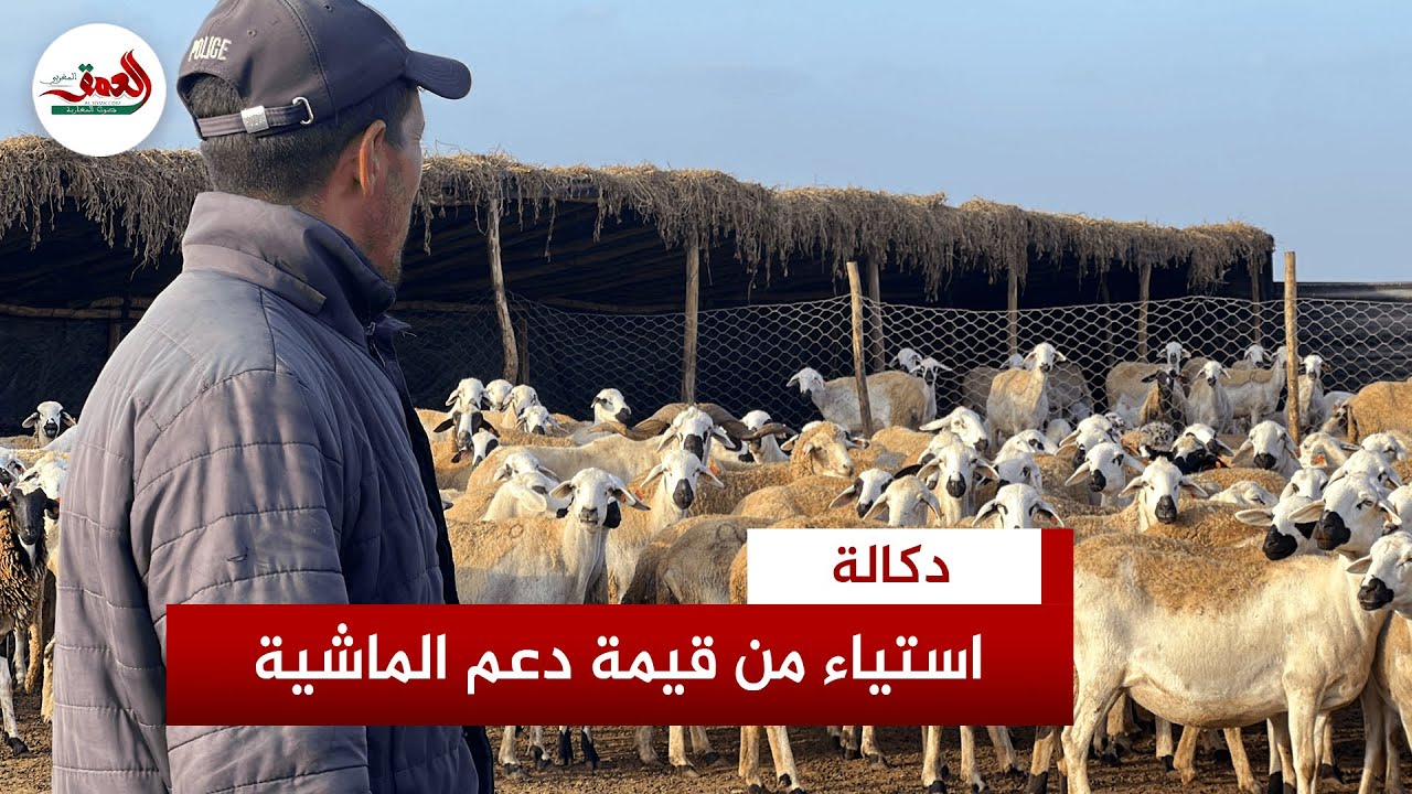 سمعنا 400 درهم ودبا بغاو يعطيونا 70 درهم ... كسابة مستاؤون من قيمة دعم مربي الماشية