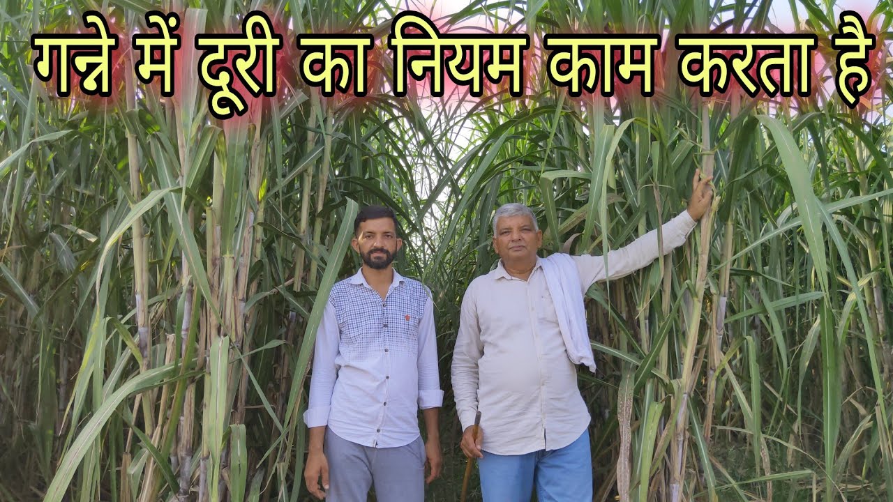 गन्ने में दूरी का नियम काम करता है || Increase Distance in Sugarcane for best yield || 🌱🌻🌺🌿