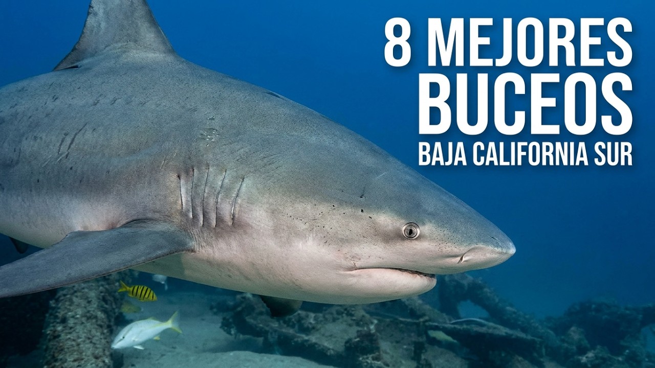 Bucea conmigo: 8 destinos mágicos bajo el mar en Baja California Sur