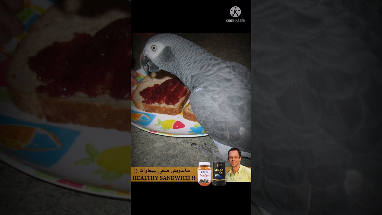 How to make a healthy sandwich for your Parrot/كيف تصنع ساندويش صحي للببغاء