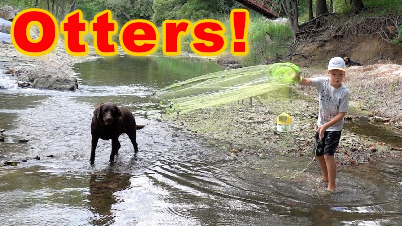 Otters Are Back! Let's Hope We Still Have Fish!