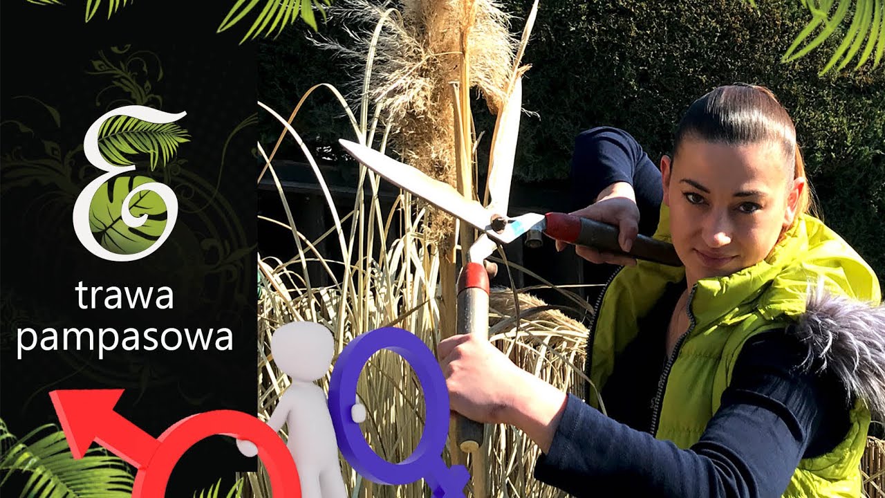 Trawa pampasowa żeńska czy męska? Wiosenne przycinanie.Trawa pampasowa z nasion. Różowy pampas.