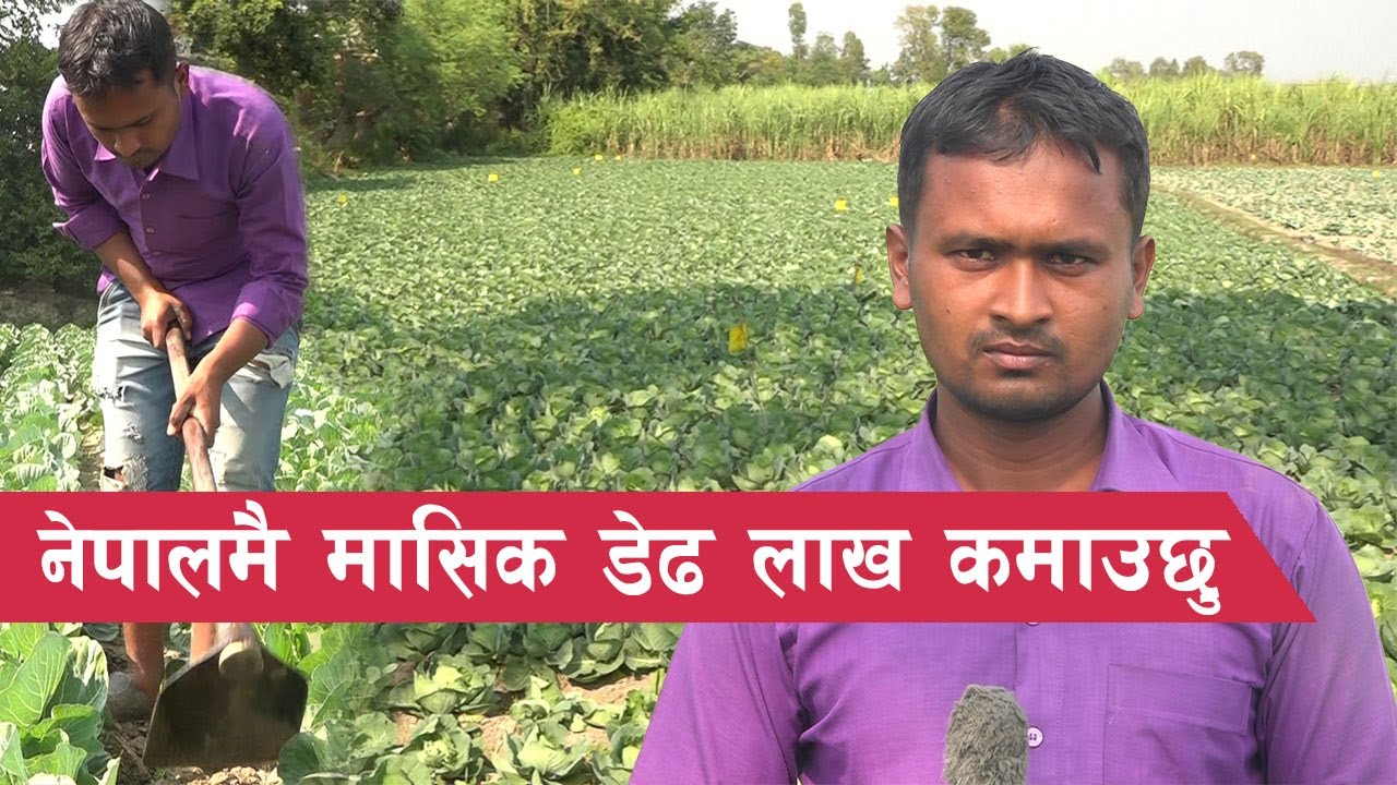 विदेशको दुखले कमाउन सिकायो || Vegetable Farming in Nepal ||