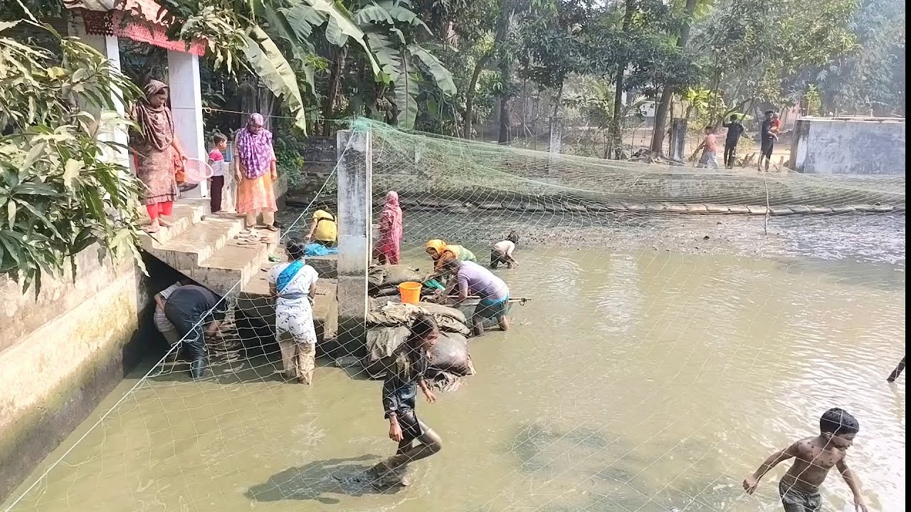 পুকুর সেচে মাছ ধরার আনন্দ। কিযে আনন্দ সবার চোখে মুখে। মাছ ধরতে সবাই নেমে পড়েছে। 