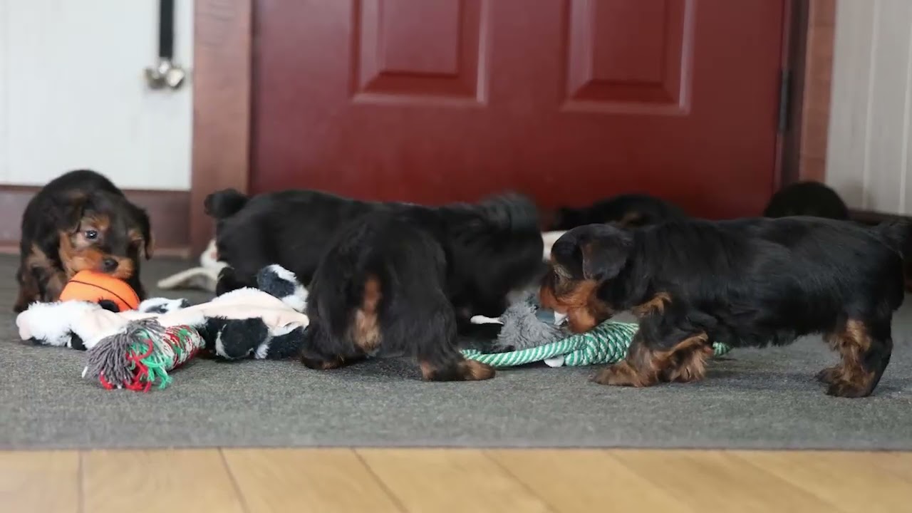 Adorable Yorkie Puppies