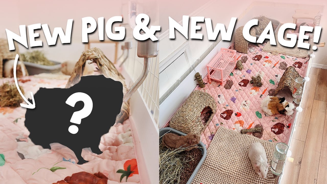 My New Guinea Pig & Building a NEW Cage!