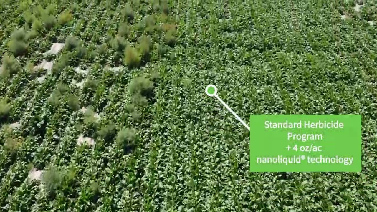 Sugar Beet Field Trial with Aqua-Yield Nanoliquid Technology