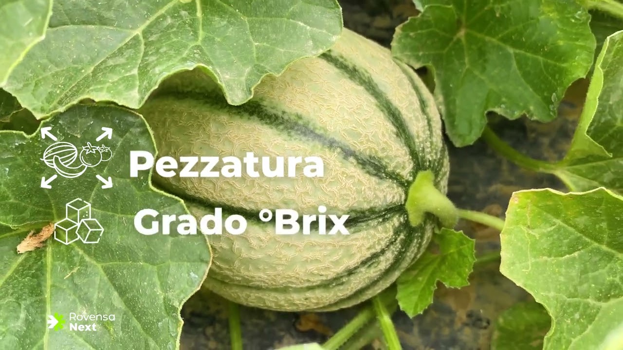 Pezzatura,° brix e gestione idrica su melone. Le soluzioni Rovensa Next consigliate dai produttori.
