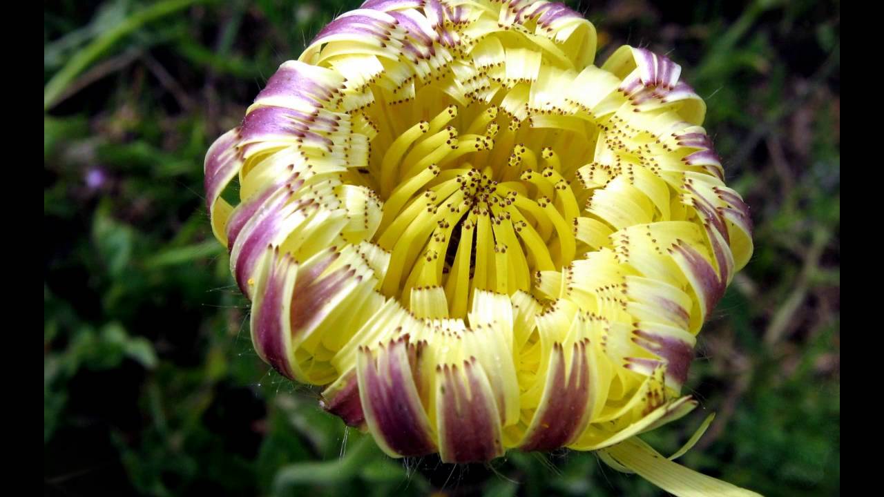 Fiori a Puntaldia