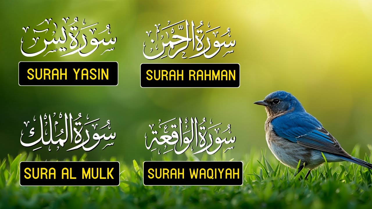 Most Beautiful Surah Yaseen (Yasin) | Surah Rahman | Surah Waqiah | Surah Mulk | Noble Holy Quran 