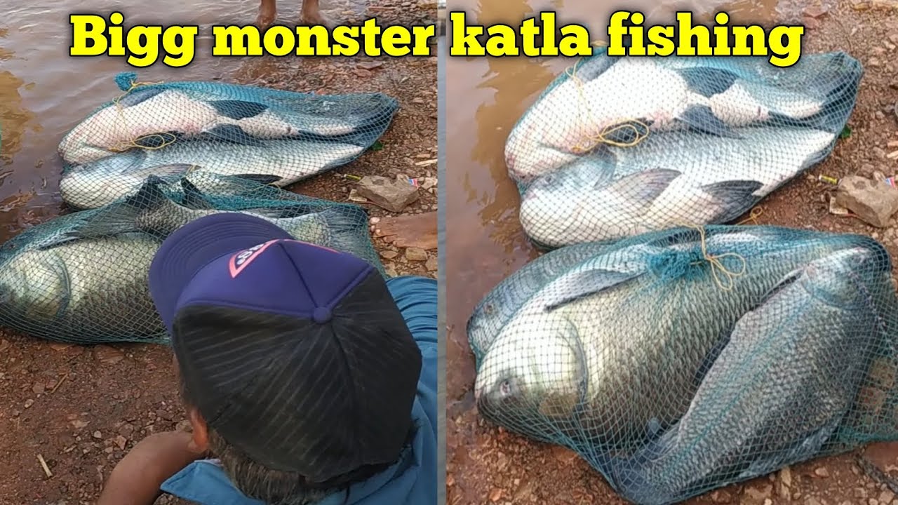 Katla fishing/katla fish hunting/katla fish kaise pakade/how to catch katla fish/kathala fish