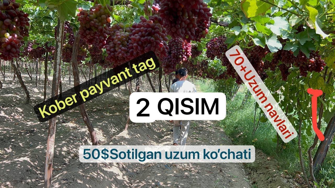 UZUMCHILIKDA ENG ZO’R TAVSIYALAR VA ENG ZO’R NAVLAR KO’CHATLARINI HARID QILISH +998 33 925 25 25