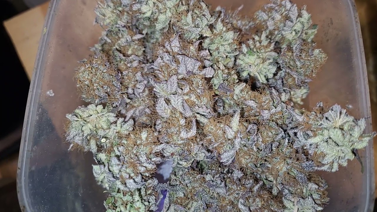 Big Buddha cheese dry weight