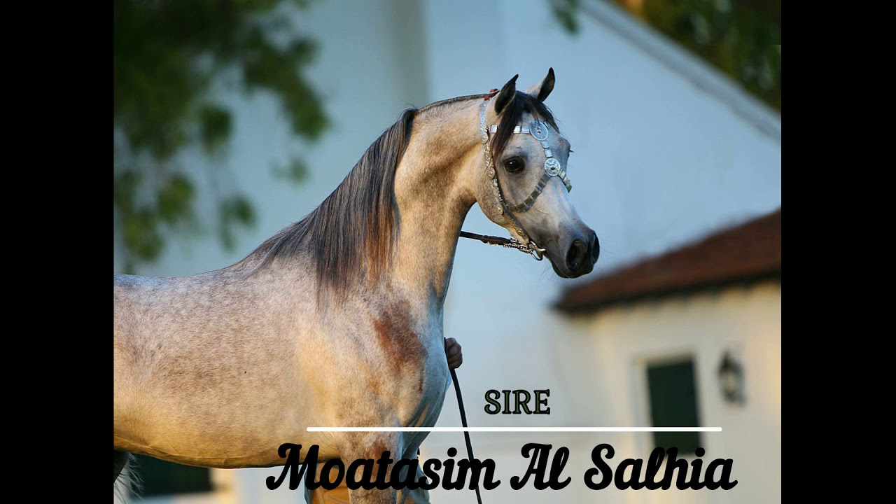 ARABIAN HORSE الخيول العربية // Noran Al Salhia