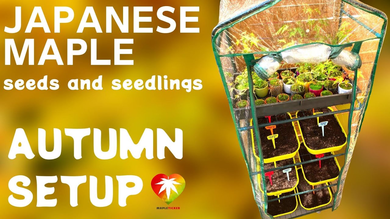 Japanese maple seeds and seedlings Autumn setup (October)