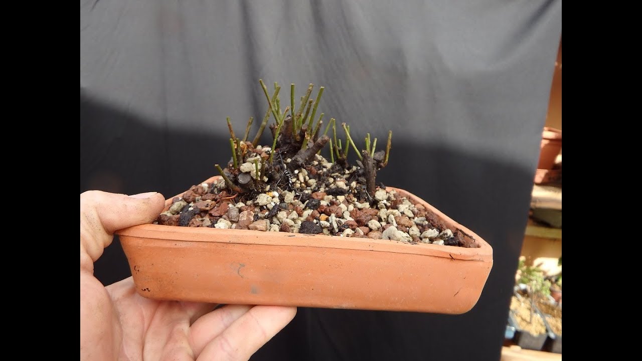 Como hacer un bosque bonsai gratis y trasplante