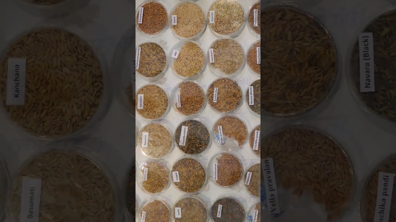 Paddy seed new variety || Dhan ki variety || Paddy seed || Top Variety of Seed || Target education