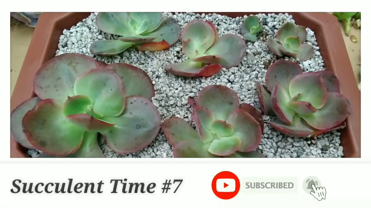 Succulent Time Part 7 | Echeveria Suyon | Crizzy thing