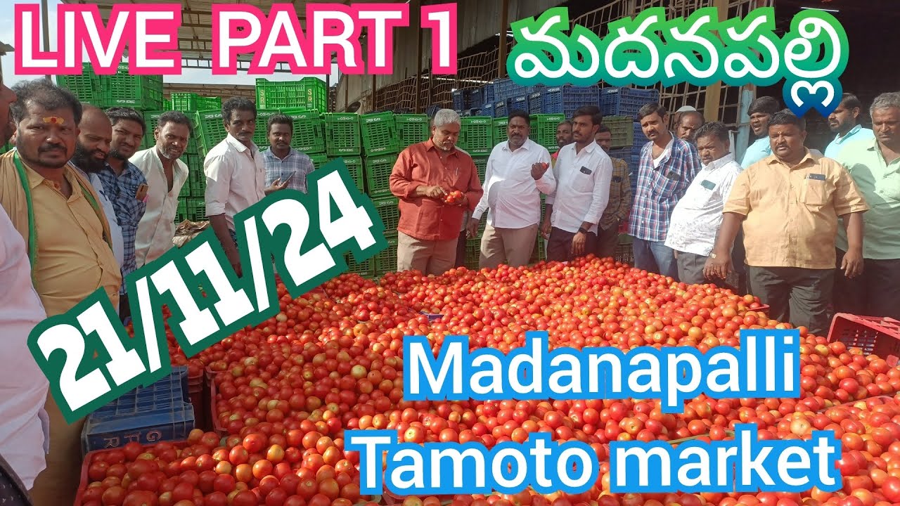 November 21, 2024ఈరోజు మదనపల్లి మార్కెట్ 🍅🍅ధరలు #Madanapalli tamotoprice today @sayyadshahataj2000