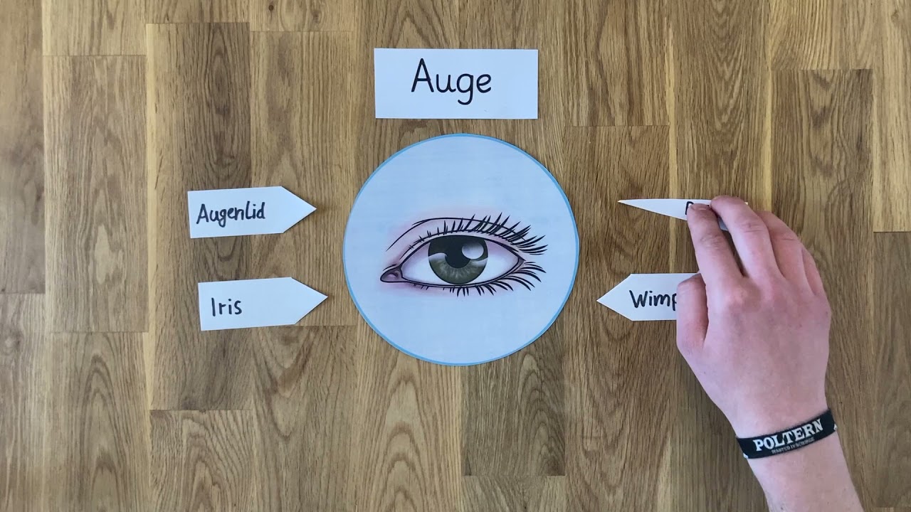 Der Aufbau des Auges // Grundschule // Klasse 3