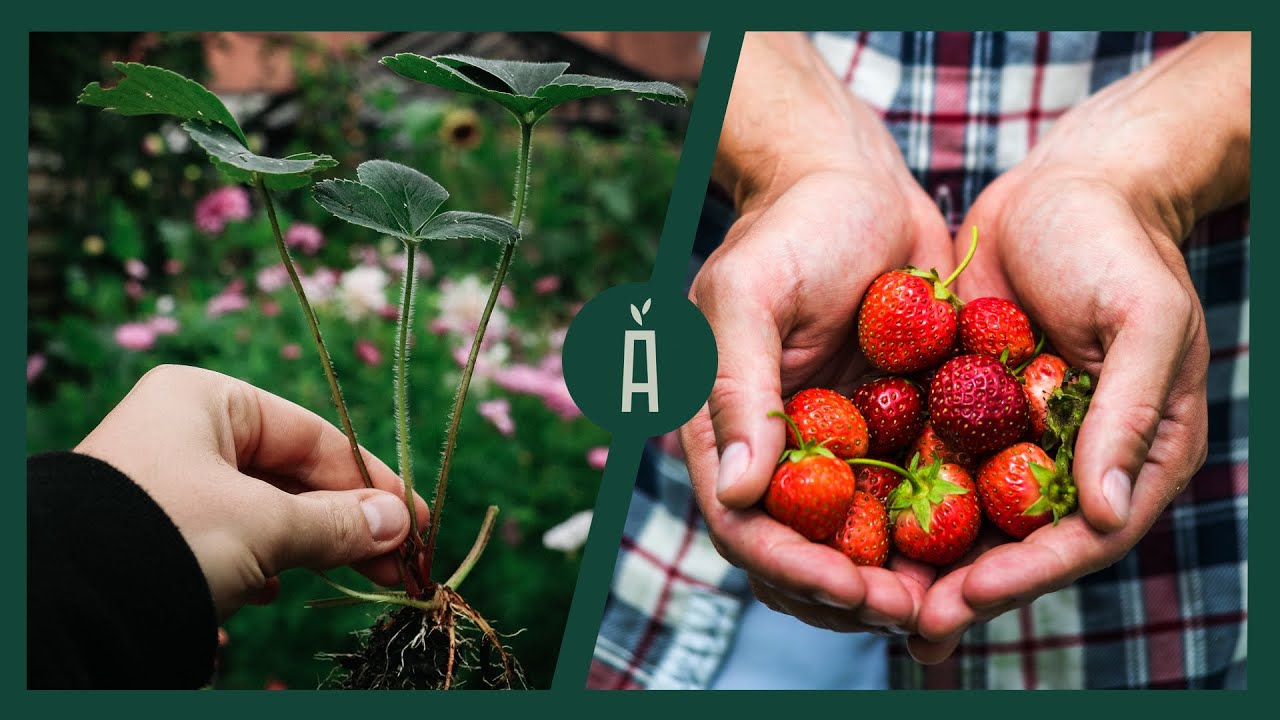 3 manieren om aardbeien te stekken in augustus I Verjongen en vermeerderen I Angelo Dorny