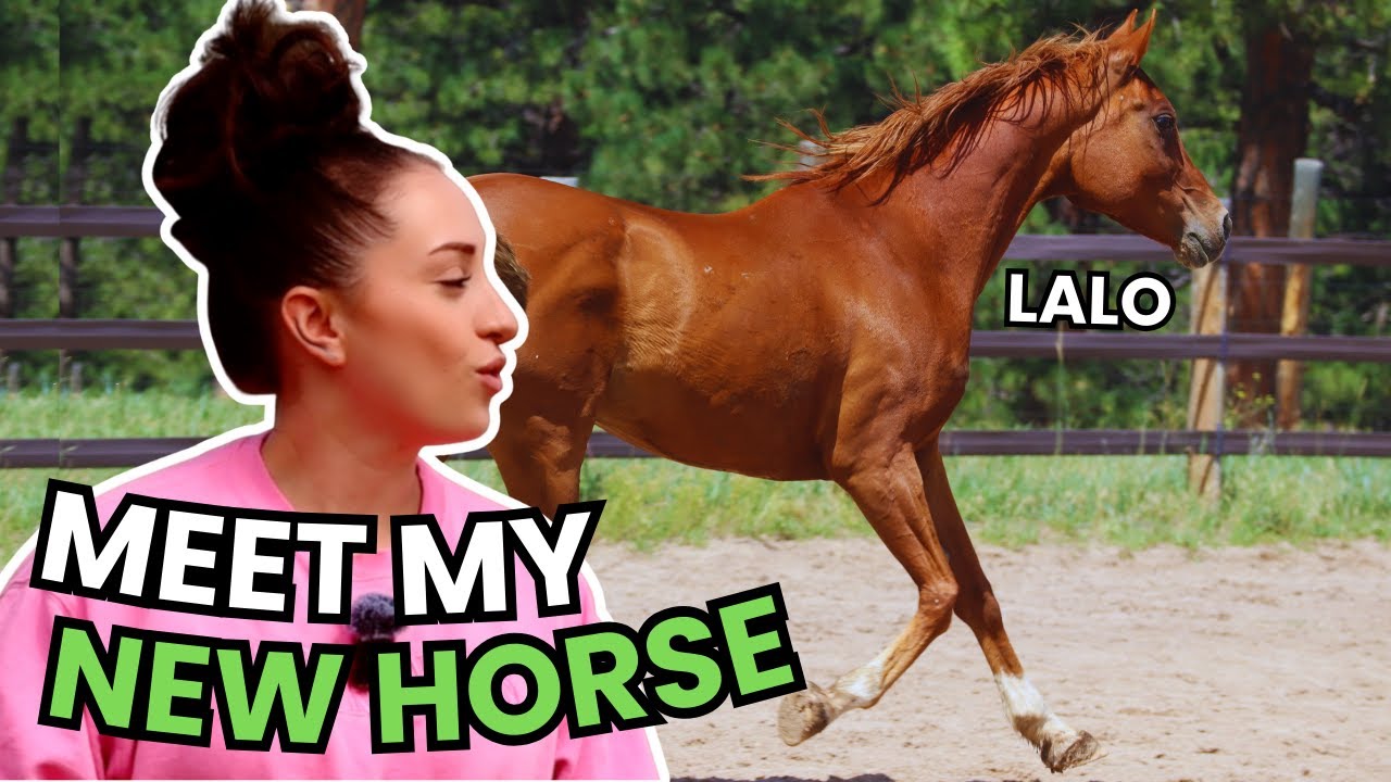 MY NEW HORSE IS LINKS TWIN