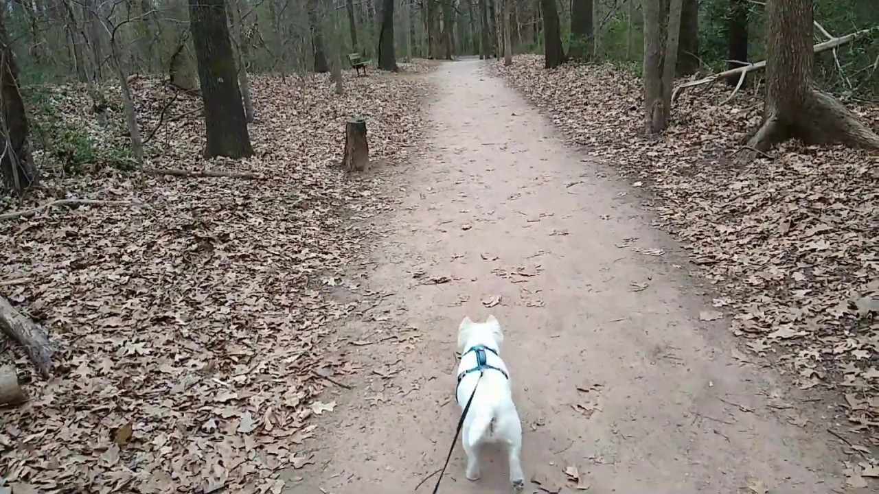 Late Winter Walk with Sparky (2020)