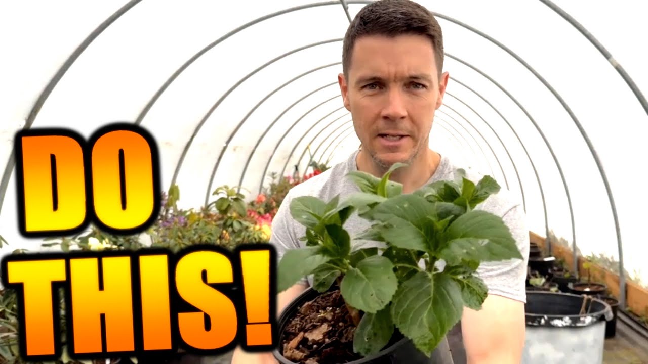 How Long Can I Store Hydrangea Cuttings Before Propagation | Rooting Rotten Hydrangea Cuttings