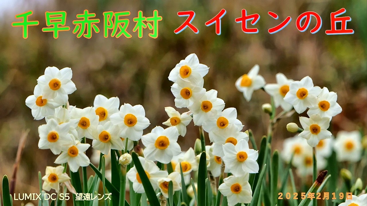 千早赤阪スイセンの丘（２０２５年２月１９日）