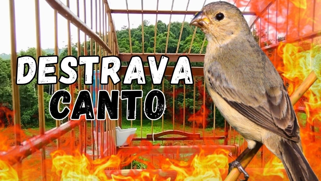 Melhor Piado de Fêmea de Papa capim para foguear e Esquentar Papacapim com Piado Fêmea de Papacapim