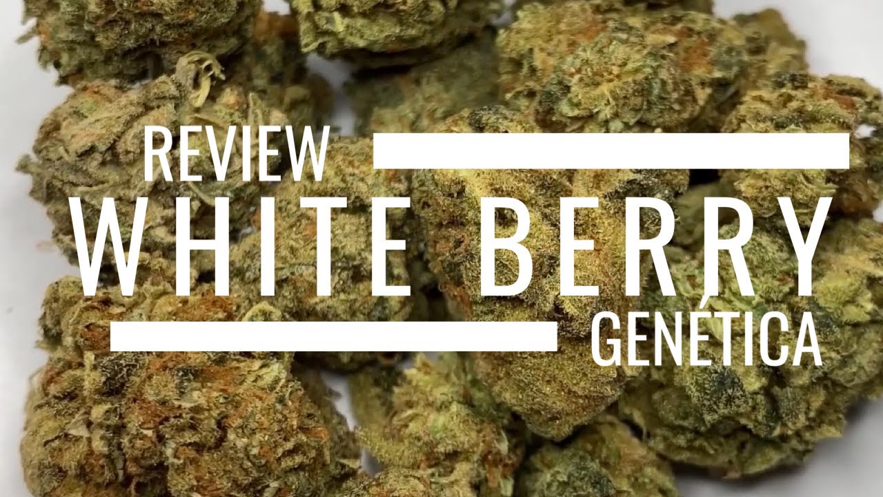 REVIEW GEN&Eacute;TICA: WHITE BERRY
