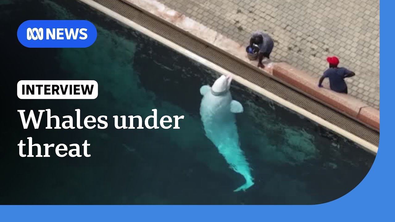 Whales may be spared euthanasia after marine park exodus | The World | ABC NEWS