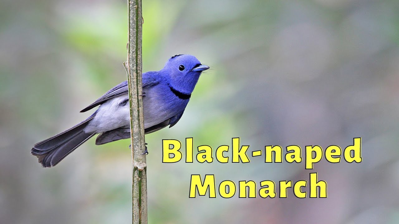 Black-naped Monarch Song! Black-naped Monarch Call! Black-naped Monarch Sound