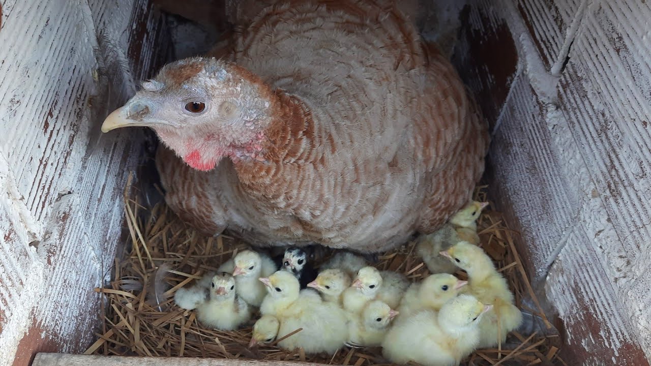 Nasceu Mais uma Ninhada de Peruzinhos e Pintinhos, Mostrando Todos os Pintinhos.