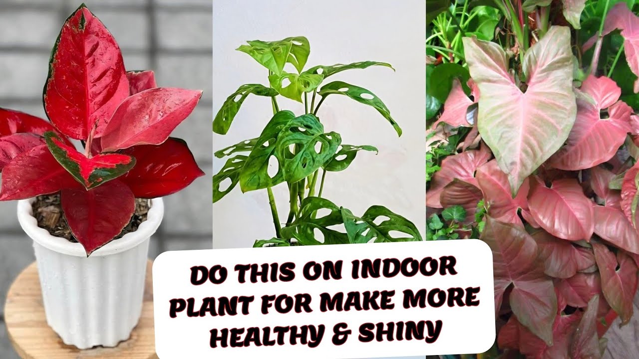 अब समय आ गया है अपने इनडोर पौधों की देखभाल करने का | INDOOR PLANTS CARE IN JANUARY FEBRUARY MONTH 