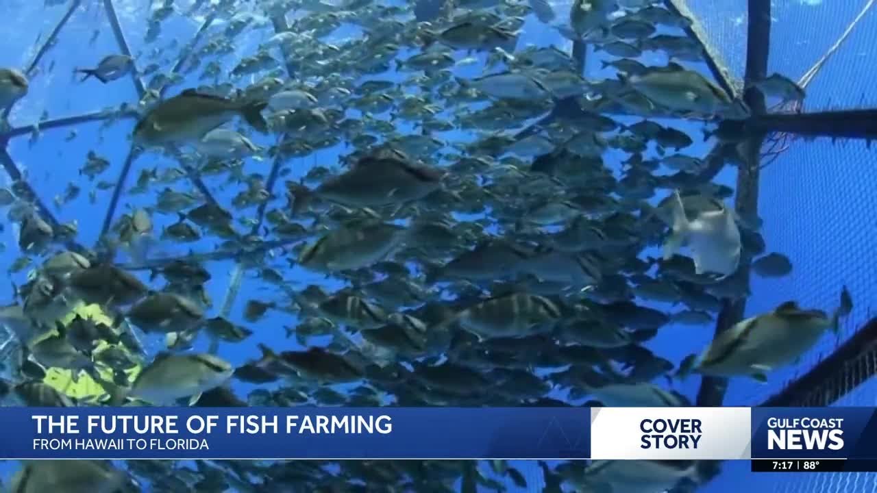 Could Florida be the next frontier of offshore fish farming?