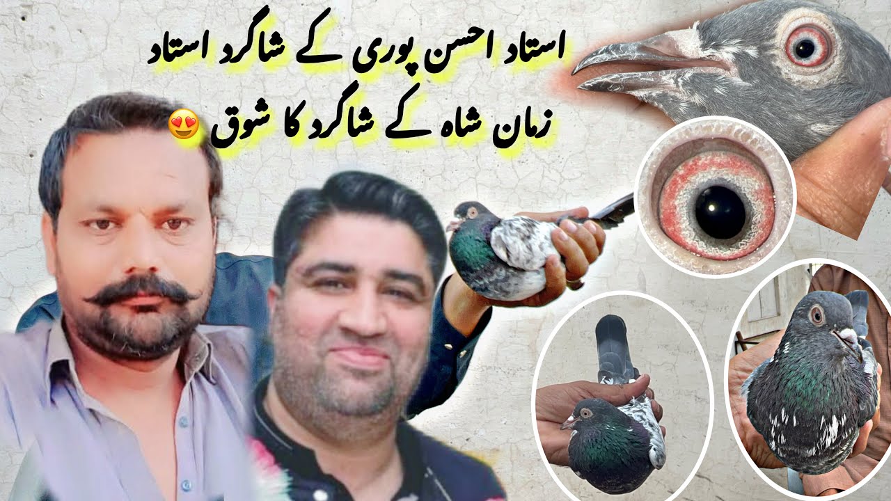 Mian ahsan rasheed puri k Shagird k pass mian nazeer waly kabotaro ka shok 😍 03000171436