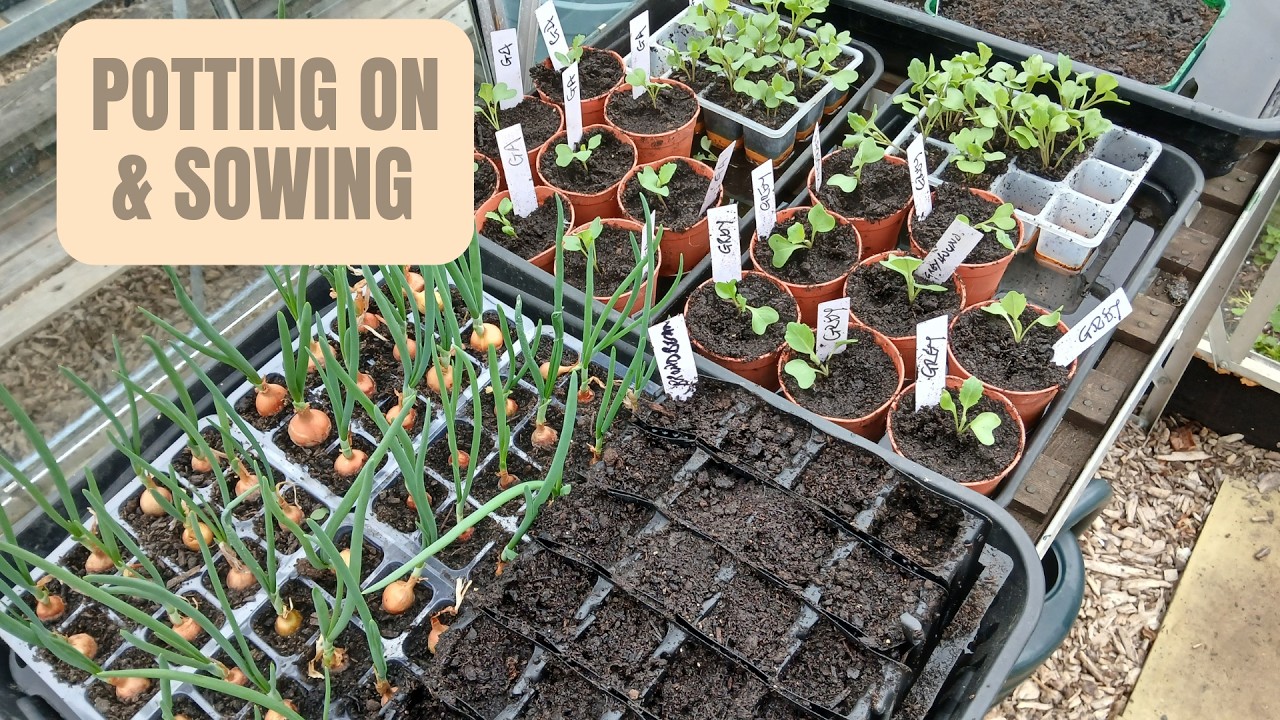 Potting On & Sowing: Preparing My Seedlings For The Season Ahead