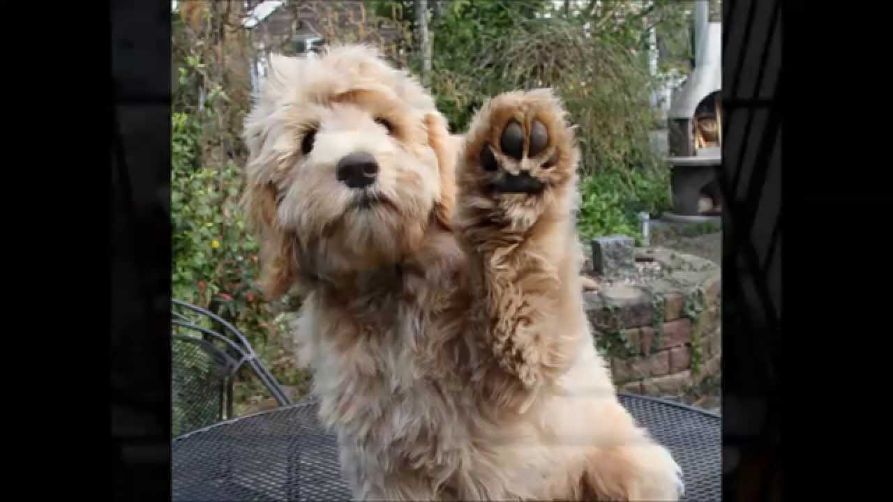 Lucky the Australian Labradoodle