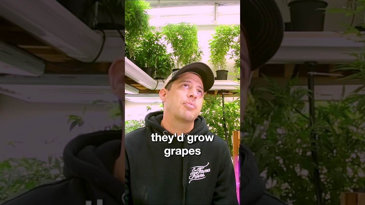 Cannabis Was A Natural Way Of Life - Jesse Peters Cannabis Entrepreneur