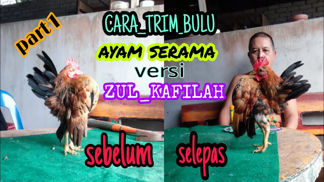CARA cabut bulu ayam serama yang BETUL...!!!!!!
