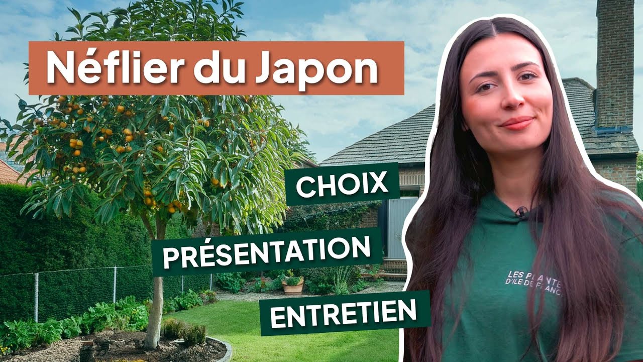Néflier du Japon / Eriobotrya Japonica: Présentation, Conseils, Plantation