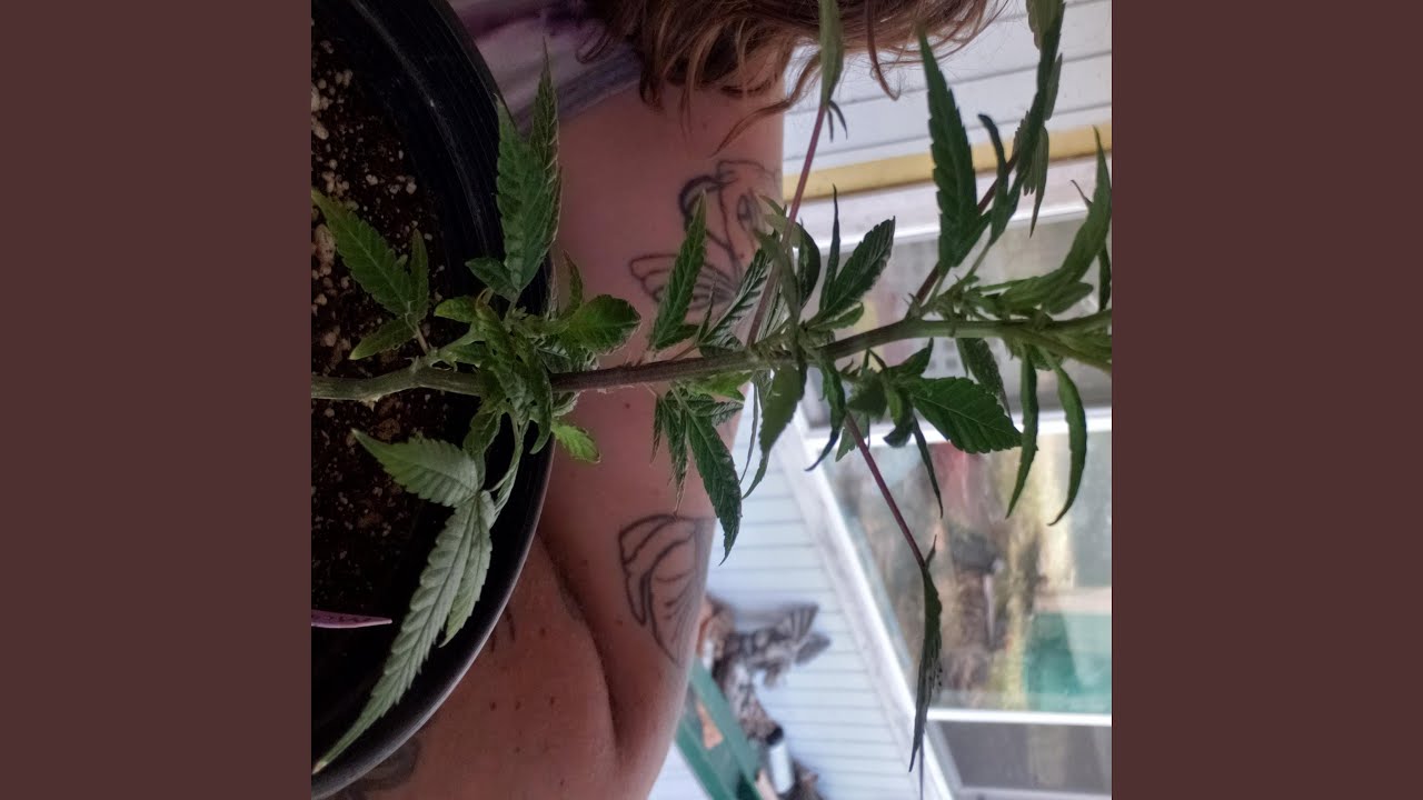 Stoner Nation