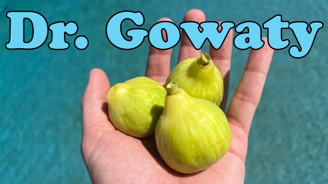 Dr. Gowaty Fig Tasting